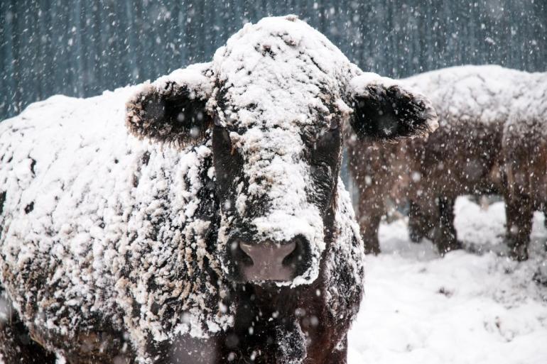 Cow in the snow