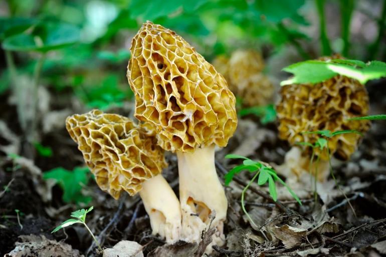 Morel mushrooms