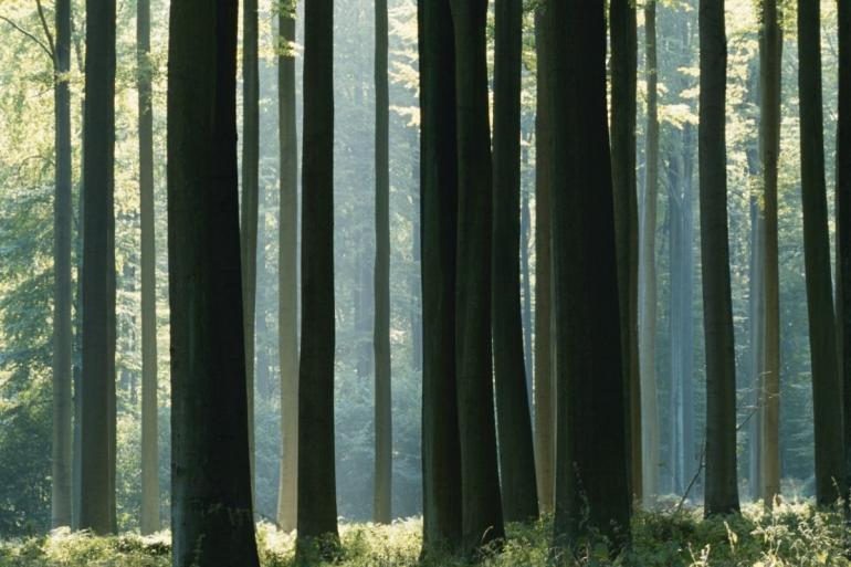 Spooky trees