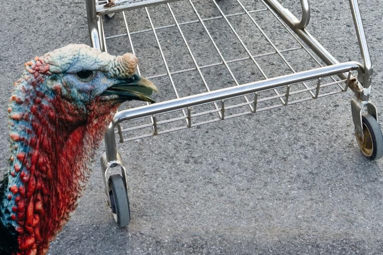 Turkey shopping cart
