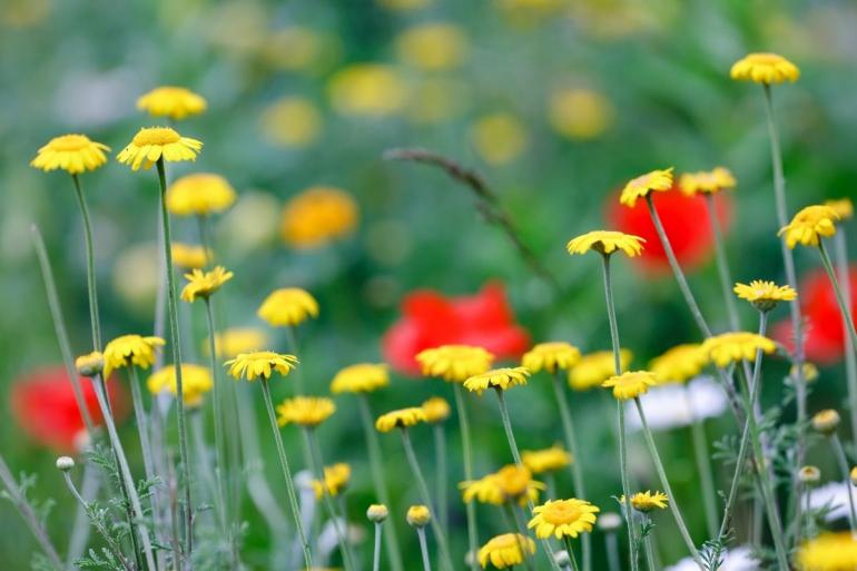 Spring flowers