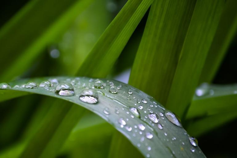 Rain on spring grass