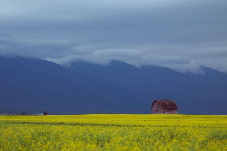 Montana farm in spring