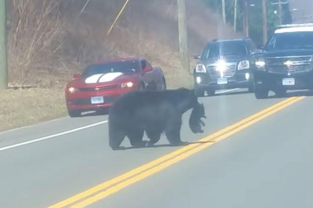 Mama Bear takes cubs across road