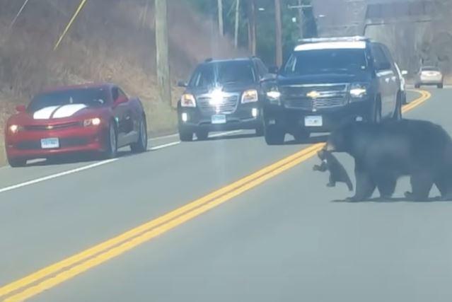 Mama bear tries to get cubs across road