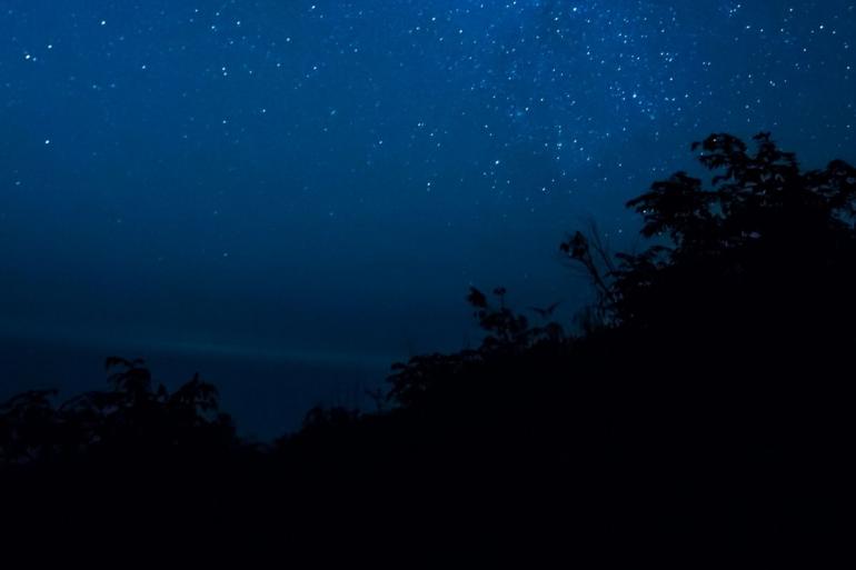 Trees at night