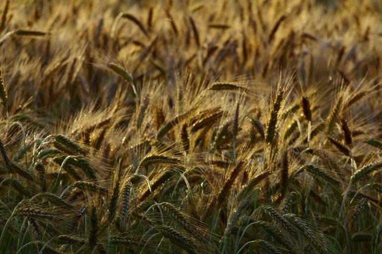 wheat field