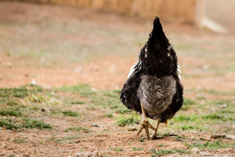 Chicken in yard