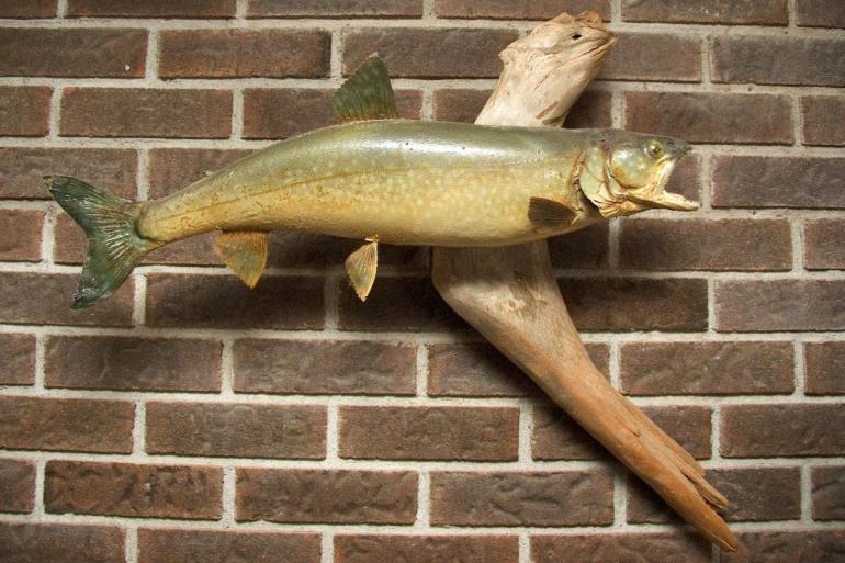 Taxidermied trout