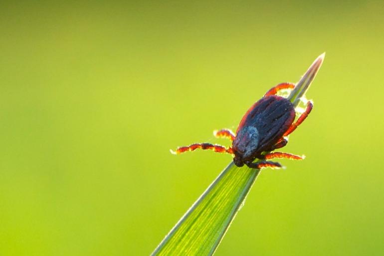 Tick on blade of grass