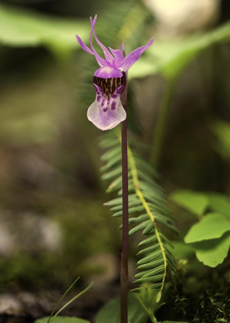 Fairy Slipper