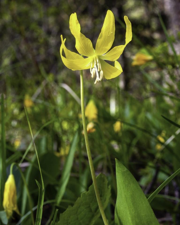 Glacier Lily