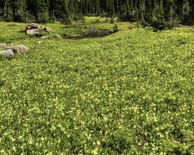 Glacier Lilies