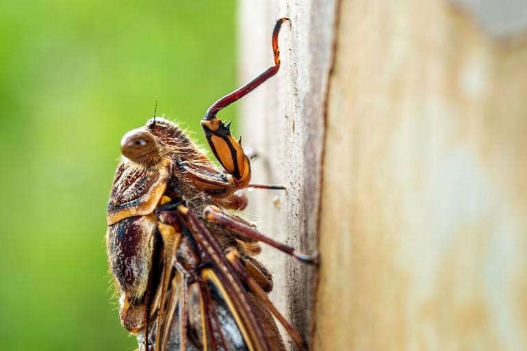 Cicada