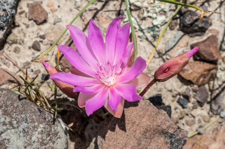 Bitterroot flower