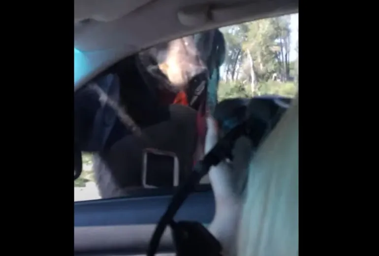 Bear on car