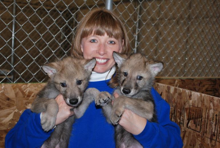 Baby wolves