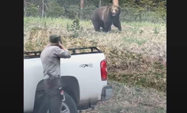 Mammoth Bear Charge 