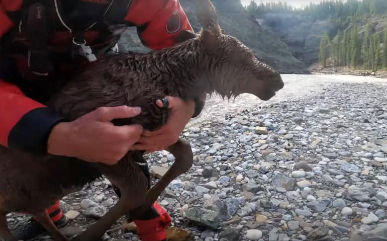 Moose rescue