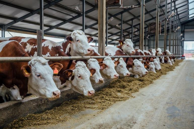 Cows in livestock stall