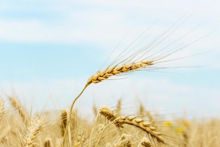 Field in summer