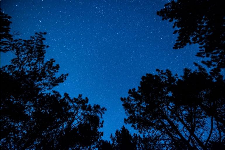 Night sky forest