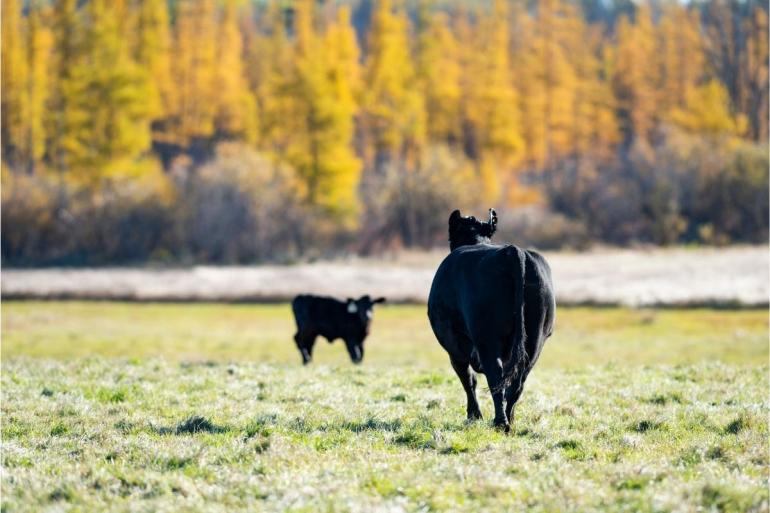 Cattle ranch Montana