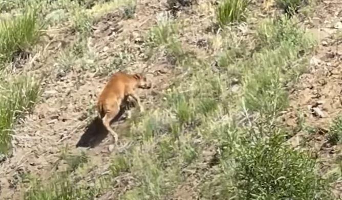 Baby bison