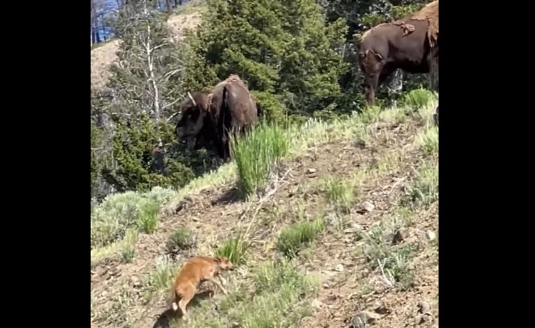 Baby bison