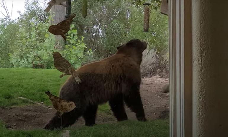 Bear and bird feeder