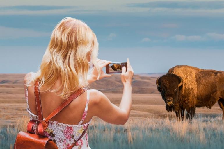 Lady photographs bison