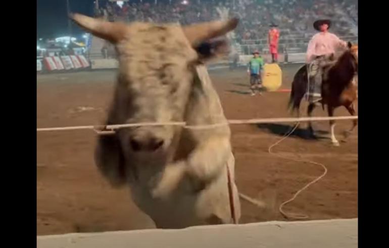 Bull jumps into stands at rodeo