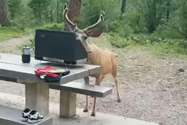Deer with hot dog
