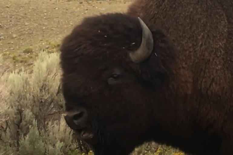 Rutting bison