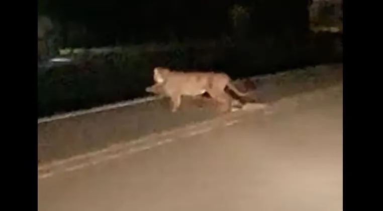 Mountain lion and deer