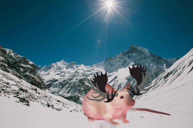Mouse/moose