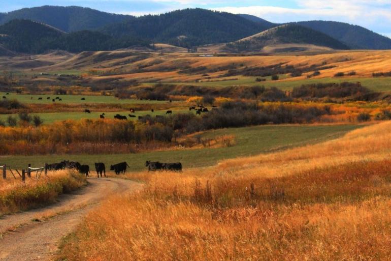 Montana fall colors