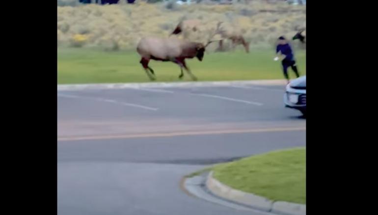 Elk vs man