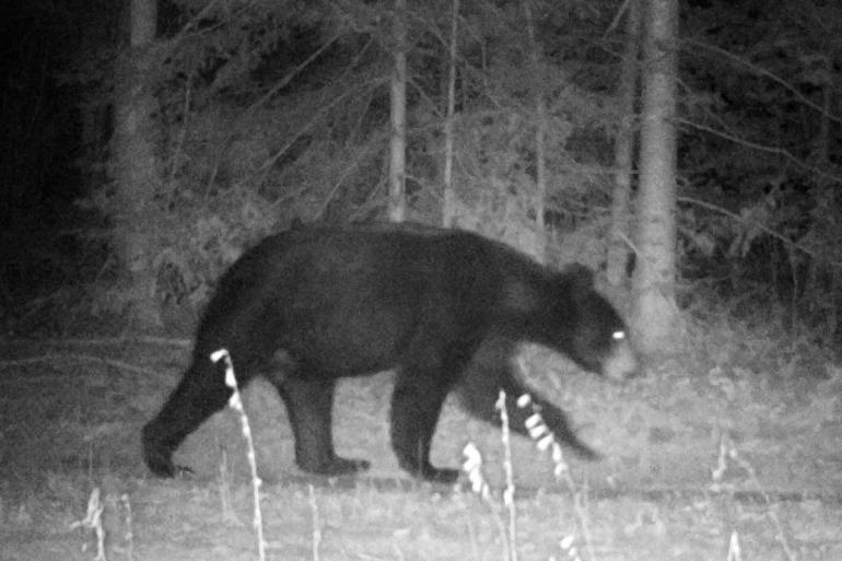 Black bear at night