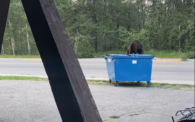 Red Lodge bear