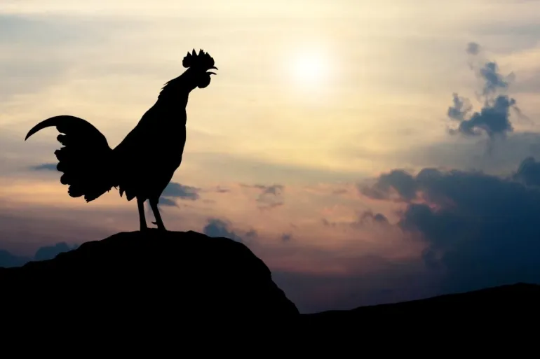 Rooster crowin'