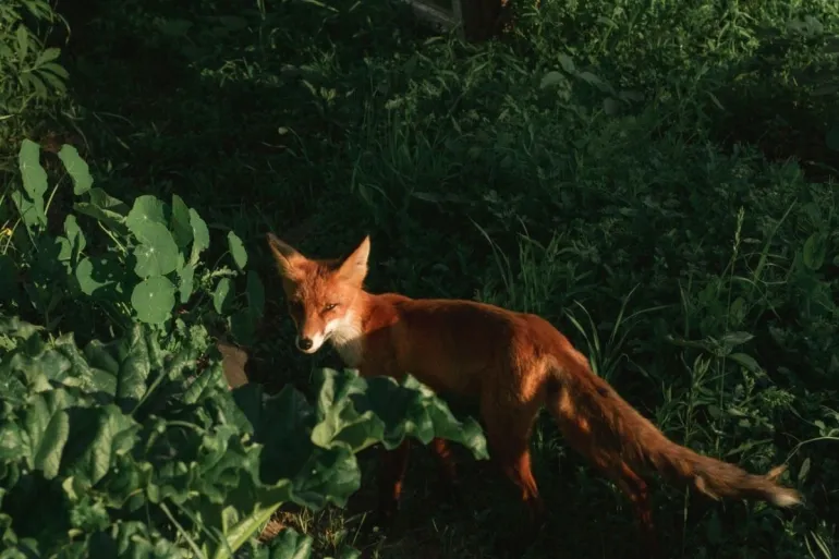 Fox