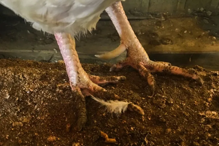 Rooster spurs