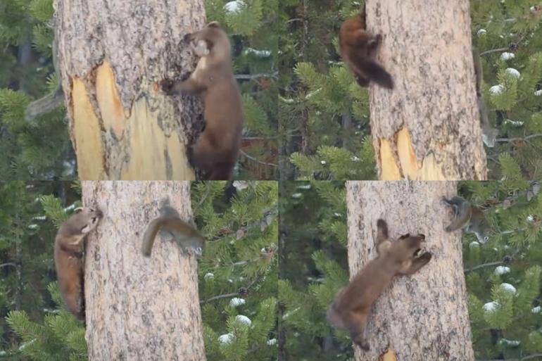 Pine marten chasing squirrel