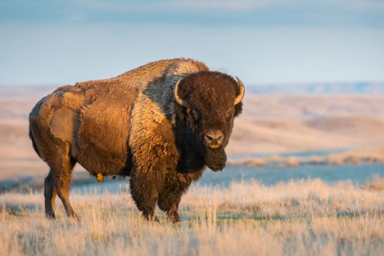 North American Bison