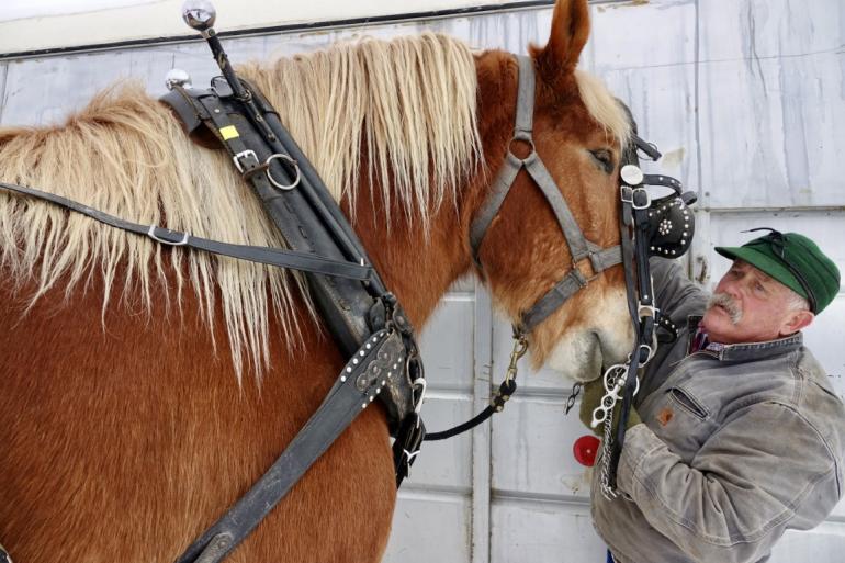 Draft Horses