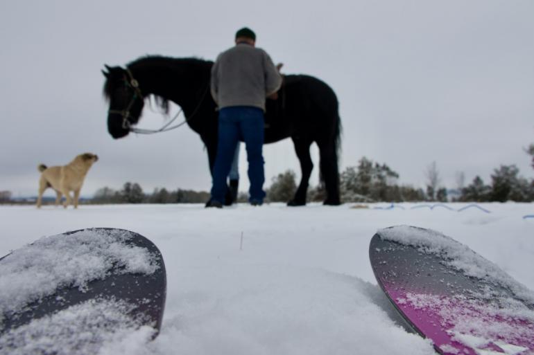 Draft Horses