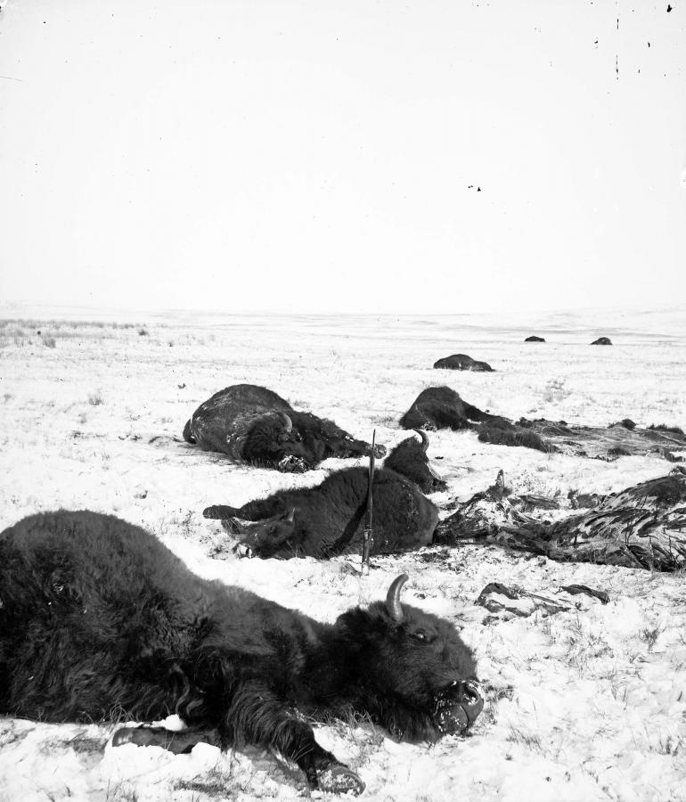 Dead bison in the snow.