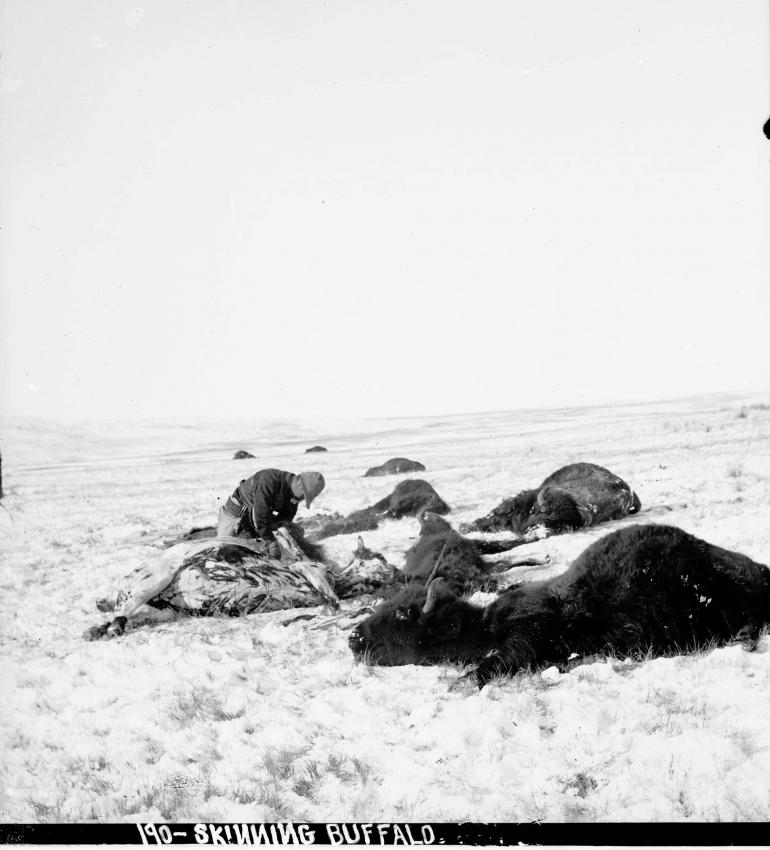 Hunter skinning bison.