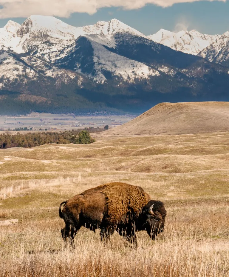 Bison